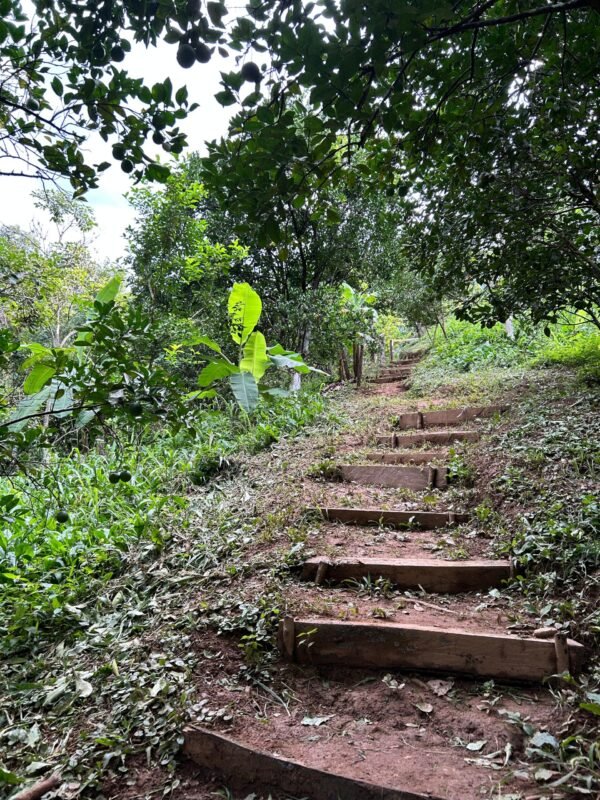 Tour Isla café & chocolate - Imagen 7