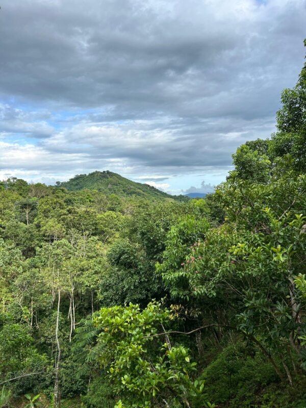 Tour Isla café & chocolate - Imagen 6