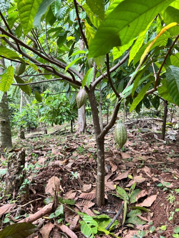 Tour Isla café & chocolate - Imagen 5
